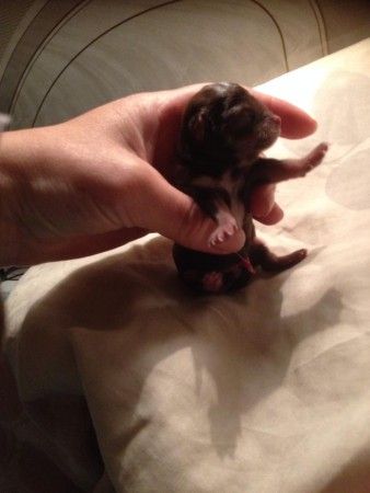 Channel några timmar gammal